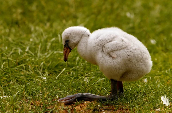 Sólo Unos Días Edad Este Bebé Flamingo Muy Estable Era — Foto de Stock