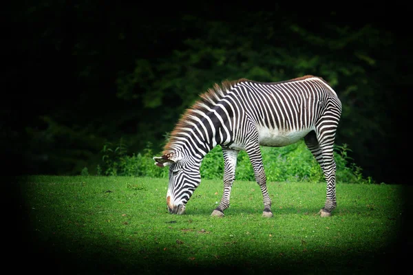 Grabada Verano Pasado Tiergarten Hellbrunn — Foto de Stock