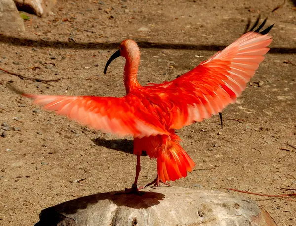 Vacker Utsikt Över Vacker Fågel Naturen — Stockfoto