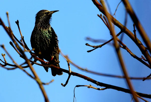 Schilderachtig Uitzicht Prachtige Vogel Natuur — Stockfoto