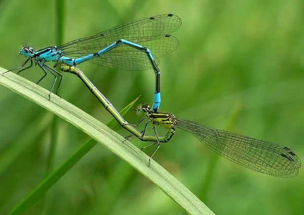 Libellen Sind Auch Eines Meiner Lieblingsmotive — Stockfoto