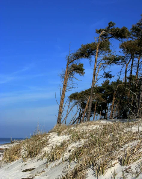 Strand Winter — Stockfoto