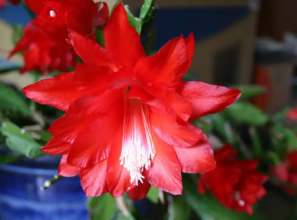 Cacti Flowers Petals Flora — Stock Photo, Image