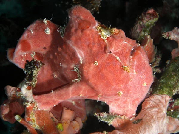 海洋生物水中写真 — ストック写真