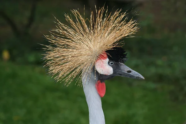 Panoramisch Uitzicht Prachtige Kroonkraanvogel — Stockfoto