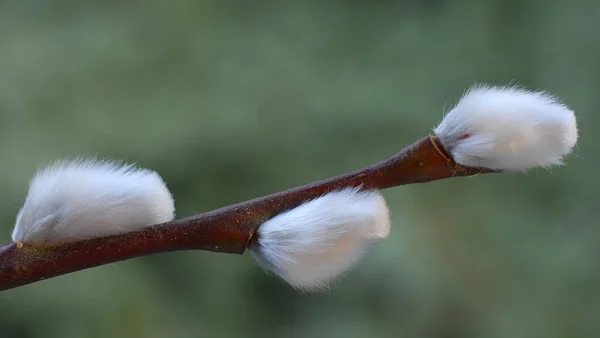 今年一月已经 — 图库照片