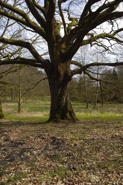 Bella Vista Sulla Natura — Foto Stock