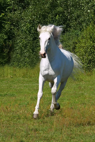 Cheval Mignon Prise Vue Plein Air Jour — Photo