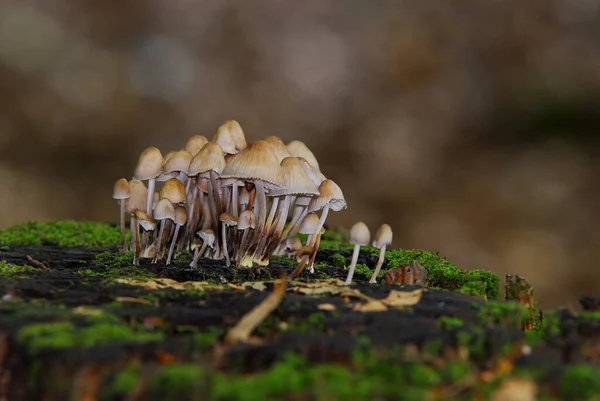 Ein Kleiner Hain Auf Einem Baumstumpf Hintergrund Ist Die Vertikale — Stockfoto