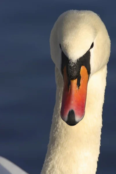 Vue Panoramique Cygne Majestueux Nature — Photo