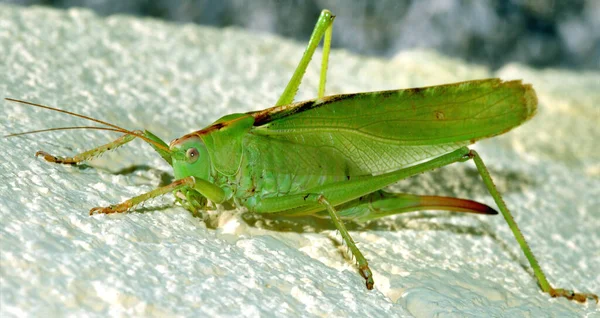 Een Sprinkhaan Van Onbekende Soorten — Stockfoto