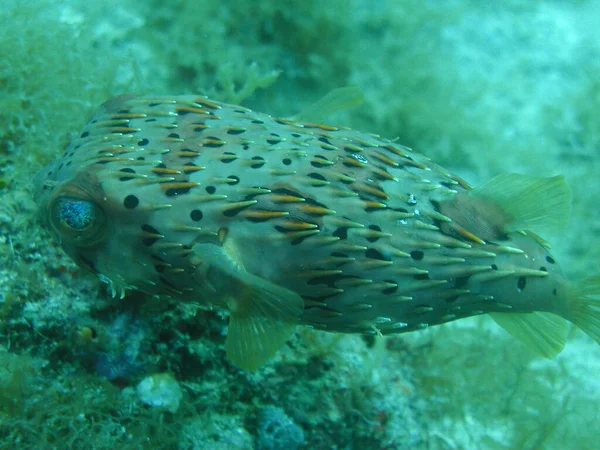 Pufferfish Sea Underwater Marine Life — Stock Photo, Image