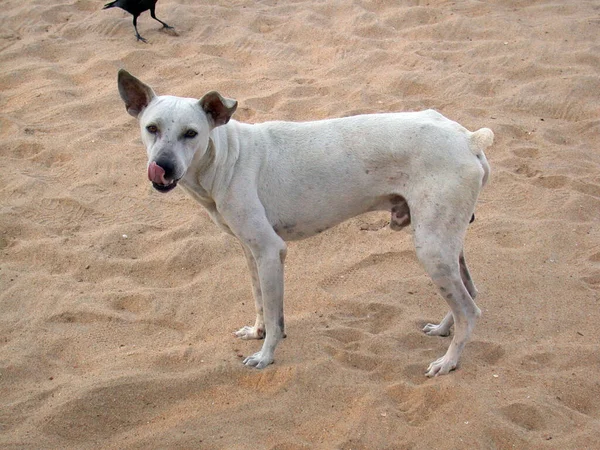 Chiens Éparpillés Sur Plage — Photo