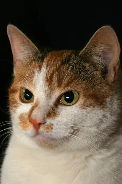 Retrato Lindo Gato —  Fotos de Stock