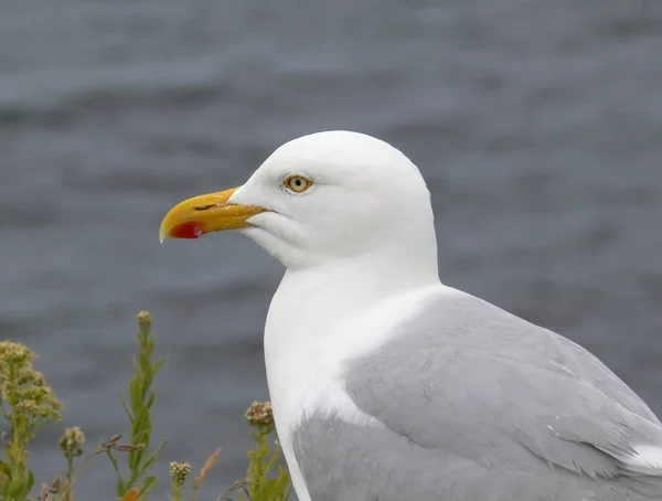 Vue Panoramique Belle Mouette Argentée Nature — Photo