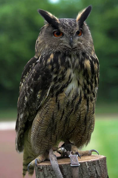 Fågelskådning Söt Fågel Vild Natur — Stockfoto