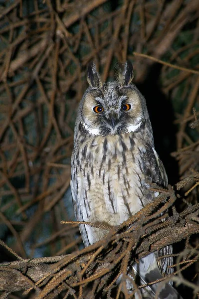 Vogelbeobachtung Niedlicher Vogel Wilder Natur — Stockfoto