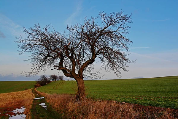 Oude Boom Natuur Flora — Stockfoto