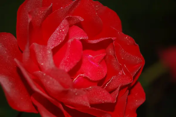 Rose Morning Dew — Stock Photo, Image