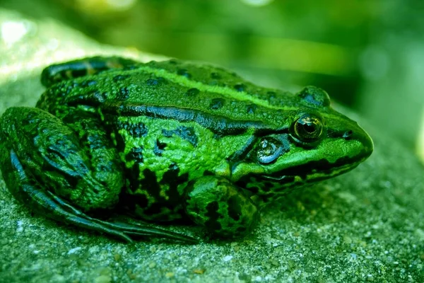 Obojživelné Zvíře Přírodní Žába — Stock fotografie