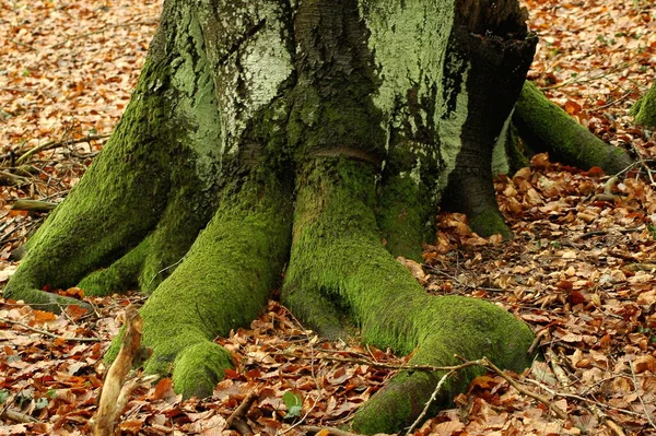 Prachtige Omgeving Van Het Bos — Stockfoto