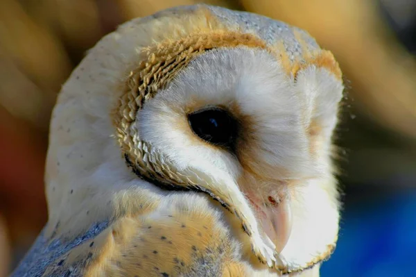 Hibou Des Clochers Plumes Claires — Photo