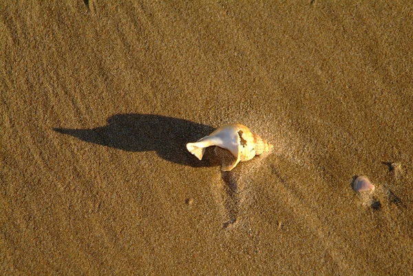 Małż Morski Piasku Cieniem Zachodzie Słońca — Zdjęcie stockowe