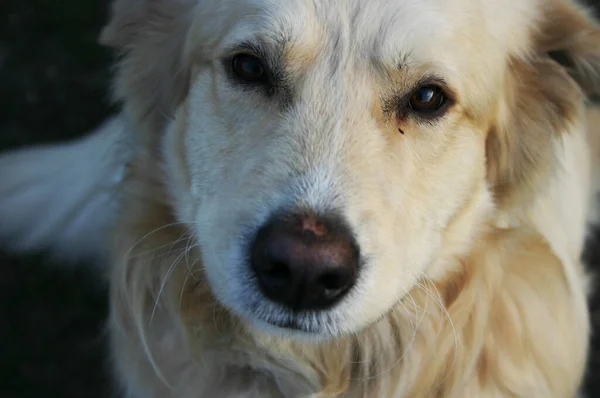 長い髪をした白い犬 — ストック写真