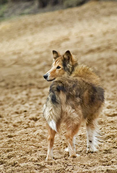 Porträtt Söt Hund — Stockfoto