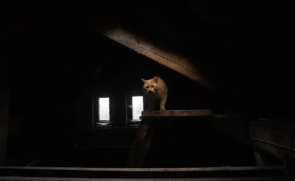 Katze Auf Dem Dachboden — Stockfoto