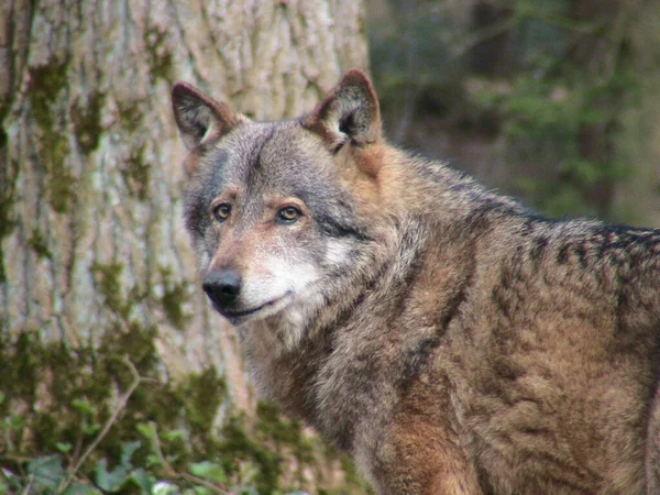 Schilderachtig Uitzicht Wilde Wolf Natuur — Stockfoto