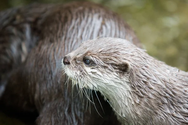 Lutra Lutra Otters Fish Hunter Animal — Stock Photo, Image