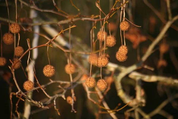 Ovoce Obyčejného Stromku — Stock fotografie