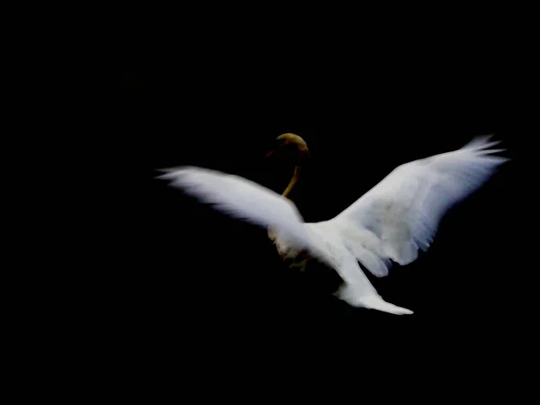 Mouette Volant Dans Ciel — Photo