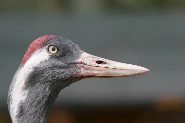 Zicht Prachtige Vogel Natuur — Stockfoto