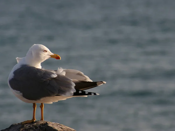 Möwe Auf Dem See — Stockfoto