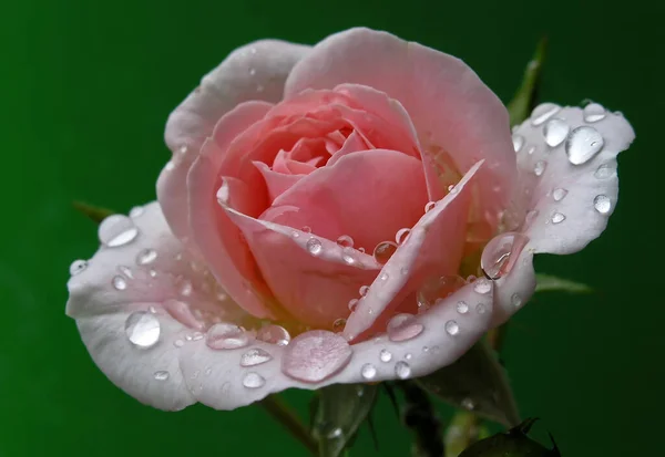 Rosenblüten Blütenblätter Flora — Stockfoto