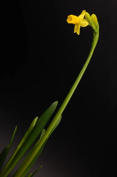 Daffodil Narciso Flores Pétalas — Fotografia de Stock