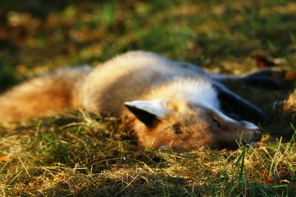 Pas Mis Netteté Sur Renard Parce Que Vois Comme Une — Photo