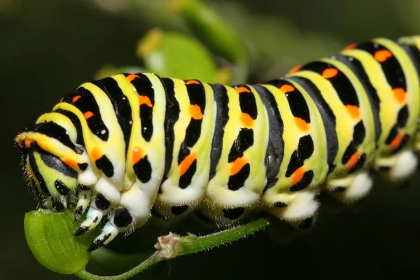 毛虫昆虫のマクロビューを閉じて — ストック写真