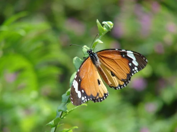 Kleiner Schmetterling Auf Blume Wildniskonzept — Stockfoto