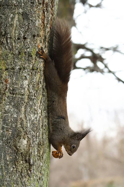 다람쥐 재밌는 설치류 — 스톡 사진