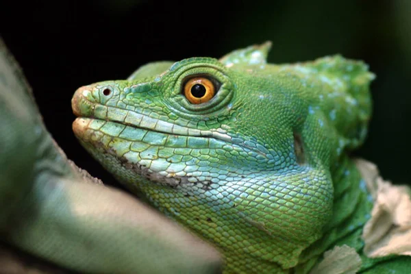 Encerramento Animais Jardim Zoológico — Fotografia de Stock