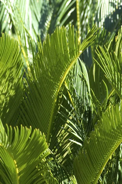 美丽的植物学照片 天然壁纸 — 图库照片