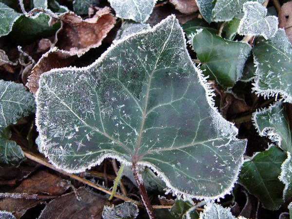 Feuilles Lierre Plante Grimpante Feuillage Flore — Photo