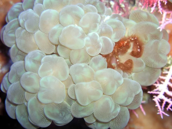 Boxer Crab Bubble Anemone — Stock Photo, Image