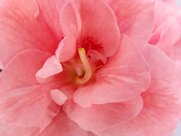 Pink Cloud — Stock Photo, Image