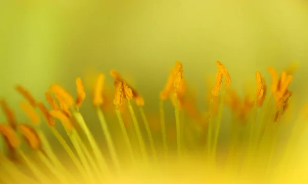 Żółte Kwiaty Zielonym Tle — Zdjęcie stockowe