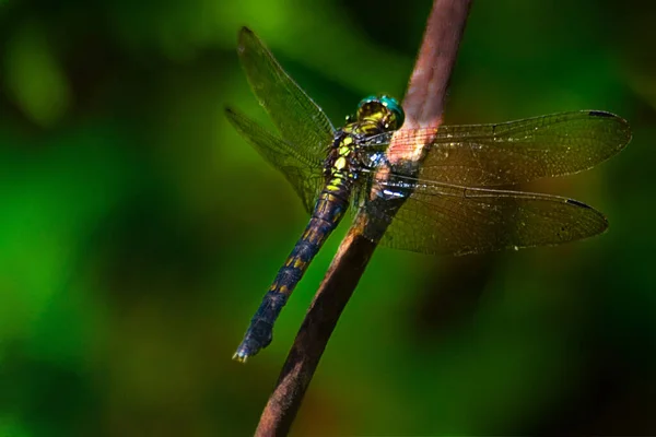 我还拍摄了这只蜻蜓在南喀麦隆热带雨林的照片 — 图库照片