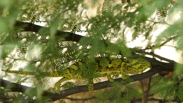 Caméléon Animal Reptile Lézard Tropical — Photo